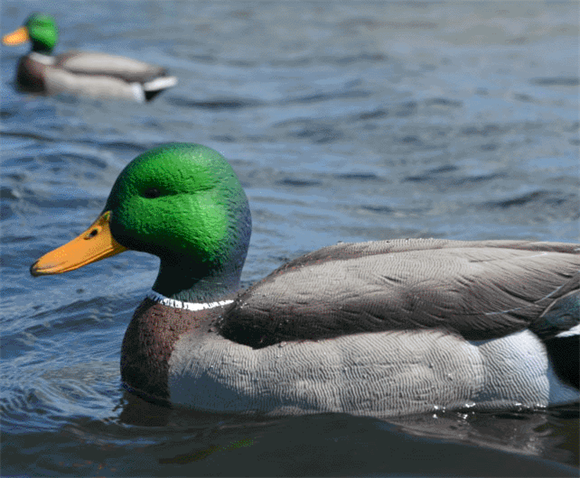 Avian-x Lokke-gråænder Open Water - 6 stk